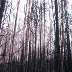 img_2942_1 img_2942_1
