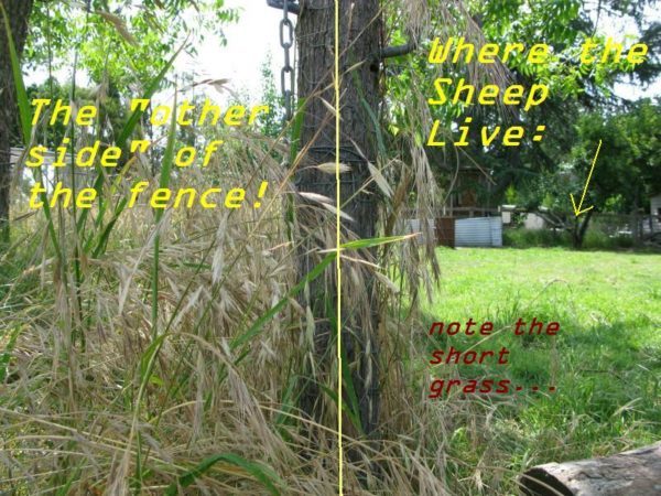 sheep fence sheep fence