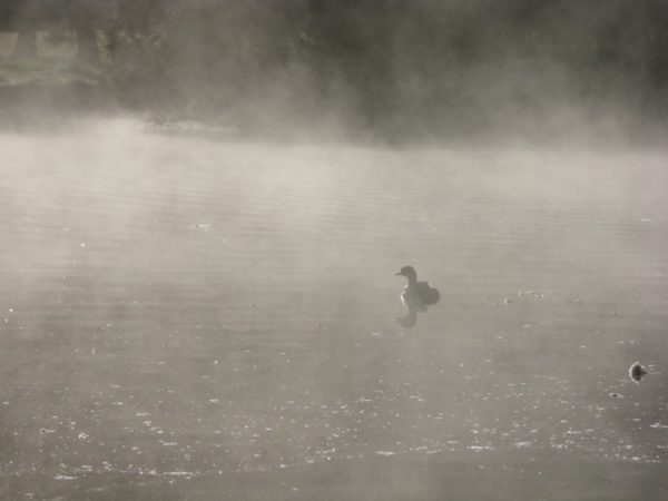 IMG_2223_1