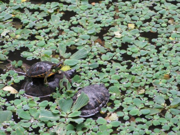 turtles turtles